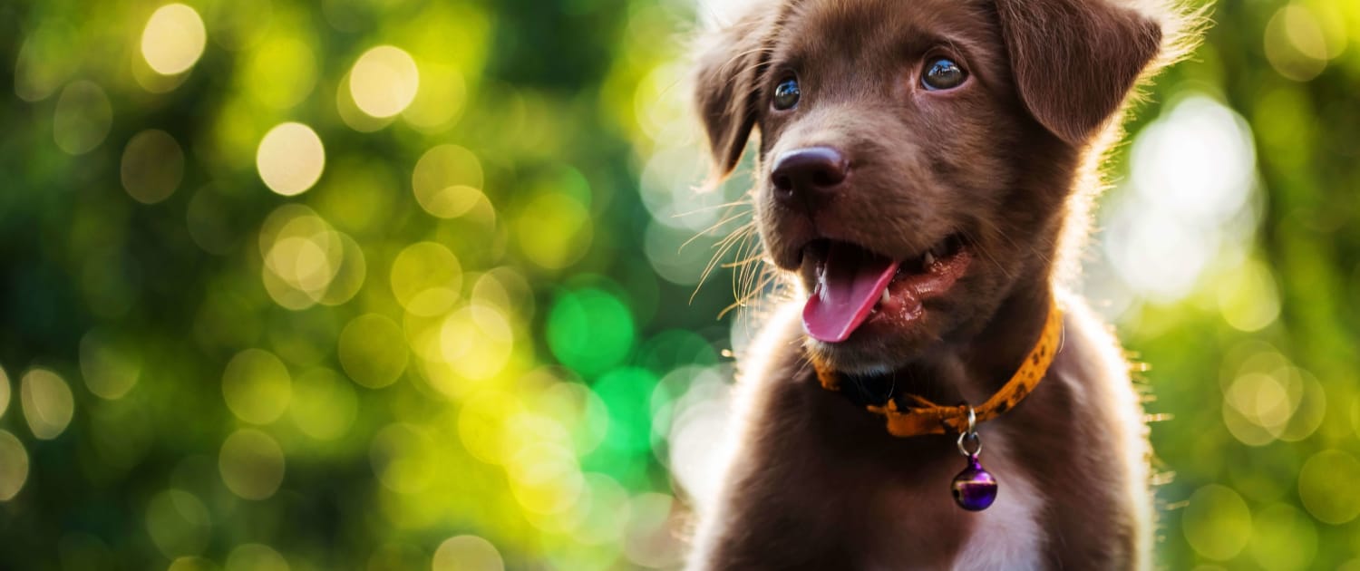 Labradorwelpe - aktiv und gesund durch das richtige Futter