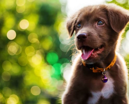 Labradorwelpe - aktiv und gesund durch das richtige Futter