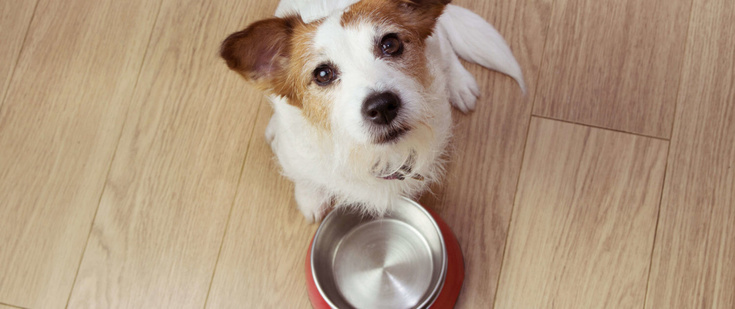 Terrierwelpe vor leerem Napf