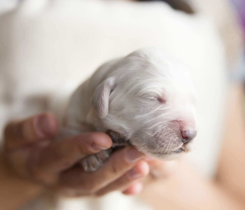 Ab wann kann man Hundewelpen zufüttern? - Welpenfutter ...