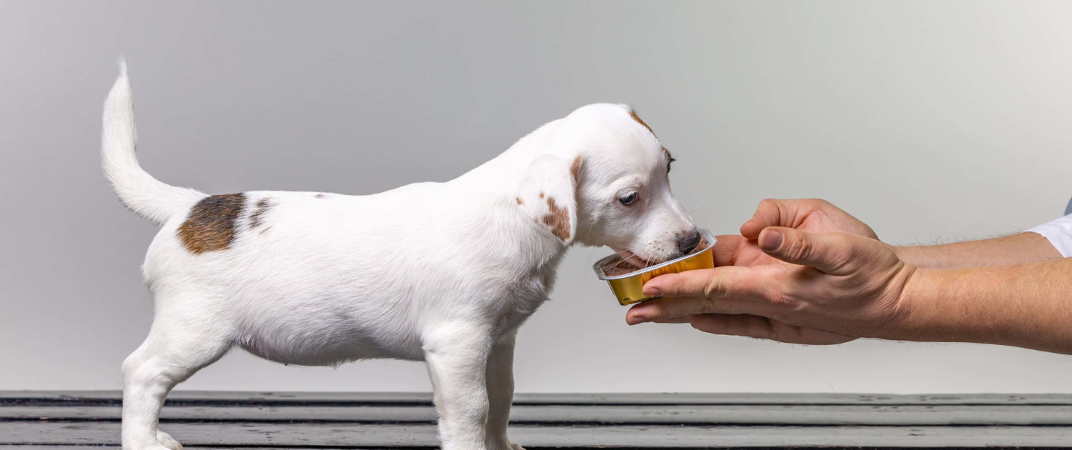 junger Hundewelpe bekommt Premiumfutter