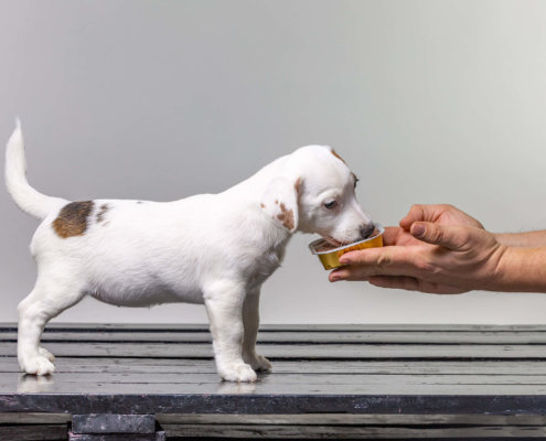 junger Hundewelpe bekommt Premiumfutter